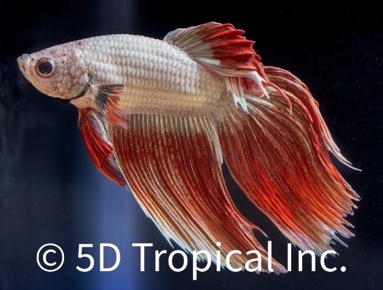 Picture of BETTA-DRAGONSCALE MALE  