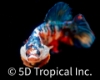Picture of KOI PLAKAT BETTA MALE    