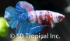 Picture of KOI PLAKAT BETTA MALE    