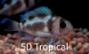 Picture of AFRICAN TANGANYIKAN-BLACK WIDOW FRONTOSA     