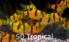Picture of GLOFISH(R)BARB-SUNBURST ORANGE(R)(NO PR