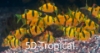 Picture of GLOFISH(R)BARB-SUNBURST ORANGE(R)(NO PR