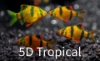 Picture of GLOFISH(R)BARB-SUNBURST ORANGE(R)(NO PR