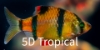 Picture of GLOFISH(R)BARB-SUNBURST ORANGE(R)(NO PR