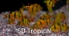 Picture of GLOFISH(R)BARB-SUNBURST ORANGE(R)(NO PR