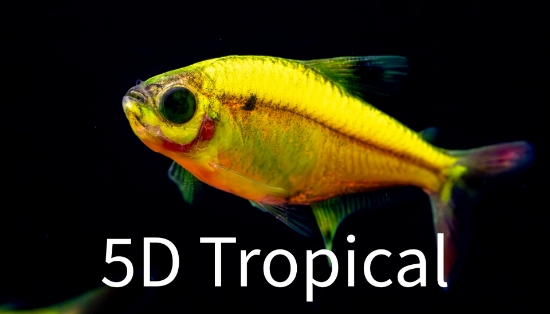 Picture of GLOFISH(R)-TETRA SUNBURST(R) ORANGE PRISTELLA     