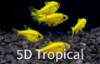 Picture of GLOFISH(R)-TETRA SUNBURST(R) ORANGE PRISTELLA     