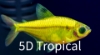Picture of GLOFISH(R)-TETRA SUNBURST(R) ORANGE PRISTELLA     