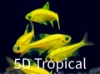 Picture of GLOFISH(R)-TETRA SUNBURST(R) ORANGE PRISTELLA     