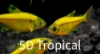 Picture of GLOFISH(R)-TETRA SUNBURST(R) ORANGE PRISTELLA     
