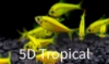 Picture of GLOFISH(R)-TETRA SUNBURST(R) ORANGE PRISTELLA     
