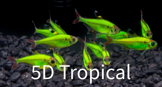 Picture of GLOFISH(R)-TETRA-ELECTRIC GREEN(R) PRISTELLA     