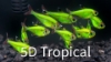 Picture of GLOFISH(R)-TETRA-ELECTRIC GREEN(R) PRISTELLA     