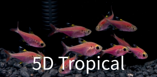 Picture of GLOFISH(R)TETRA-GALACTIC PURPLE(R) PRISTELLA