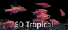 Picture of GLOFISH(R)TETRA-GALACTIC PURPLE(R) PRISTELLA