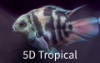 Picture of FAR EAST FISH-BLUE TIGER PARROT SMALL  