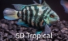 Picture of FAR EAST FISH-BLUE TIGER PARROT SMALL  