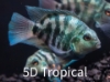 Picture of FAR EAST FISH-BLUE TIGER PARROT SMALL  
