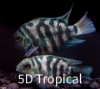 Picture of FAR EAST FISH-BLUE TIGER PARROT SMALL  