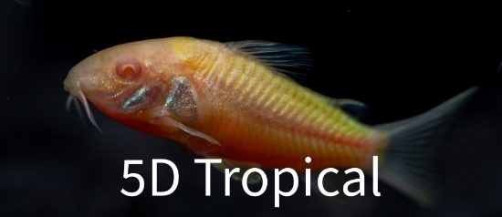 Picture of GLOFISH(R)CORY-SUNBURST ORANGE(R)(NO HI )