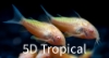 Picture of GLOFISH(R)CORY-SUNBURST ORANGE(R)(NO HI )