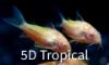 Picture of GLOFISH(R)CORY-SUNBURST ORANGE(R)(NO HI )
