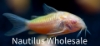 Picture of GLOFISH(R)CORY-SUNBURST ORANGE(R)(NO HI )
