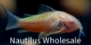 Picture of GLOFISH(R)CORY-SUNBURST ORANGE(R)(NO HI )