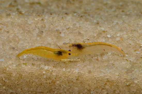 Picture of SHRIMP-PUMPKIN
