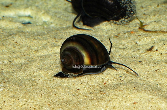 Picture of SNAIL-BLUEBERRY PAPUA (NO GA,AZ,LA)