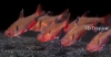 Picture of TETRA-SERPAE (FL)        