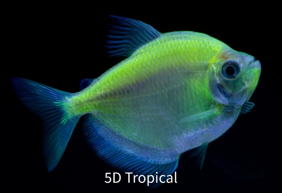 Picture of GLOFISH(R)TETRA-ELECTRIC GREEN(R)