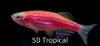 Picture of GLOFISH DANIO-STARFIRE RED(R)