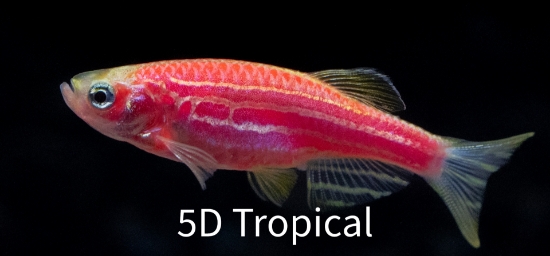 Picture of GLOFISH DANIO-STARFIRE RED(R)