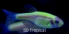 Picture of GLOFISH(R)DANIO- ELECTRIC GREEN(R)  