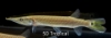 Picture of SOUTH AMERICAN FISH-GAR ROCKET HUJETA(SLANT-NOSE GAR)(NO TX,CA)  