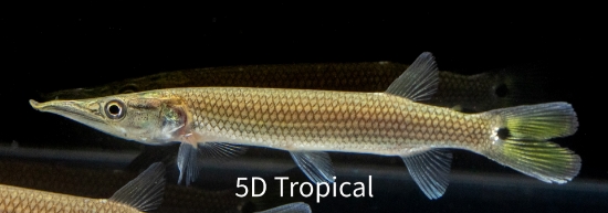 Picture of SOUTH AMERICAN FISH-GAR ROCKET HUJETA(SLANT-NOSE GAR)(NO TX,CA)  