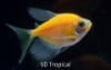 Picture of GLOFISH(R) TETRA-LONG FIN SUNBURST ORANGE(R)