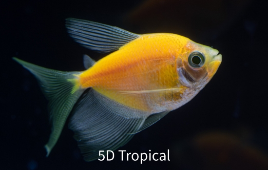 Picture of GLOFISH(R) TETRA-LONG FIN SUNBURST ORANGE(R)