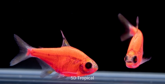 Picture of GLOFISH(R)-TETRA STARFIRE RED(R) PRISTELLA