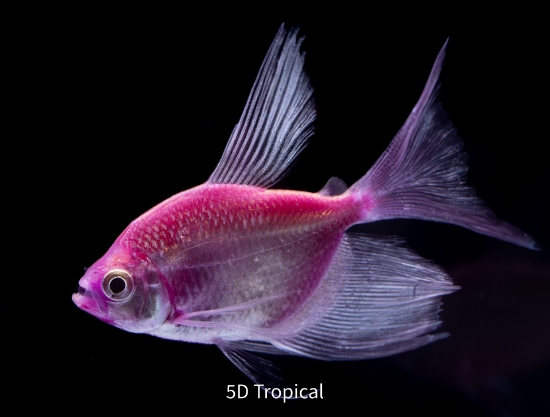 Picture of GLOFISH(R)TETRA-GALACTIC PURPLE(R)