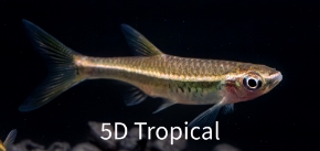 Picture for category Rasbora