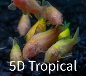 Picture for category GloFish(R) - Cory