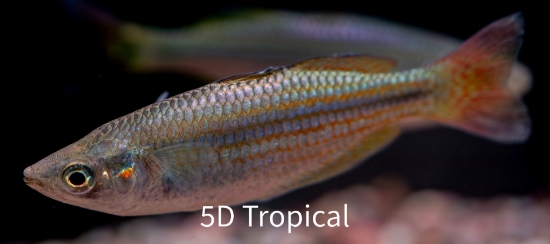 Picture of RAINBOWFISH-AUSTRALIAN            