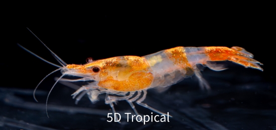 Picture of ORANGE RILI SHRIMP-      