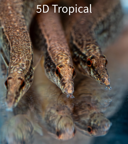 Picture of FAR EAST-ZIG ZAG EEL 4-6"         