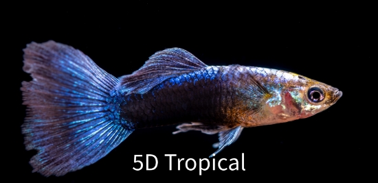 Picture of GUPPY TURQUOISE BLUETAIL MALE  