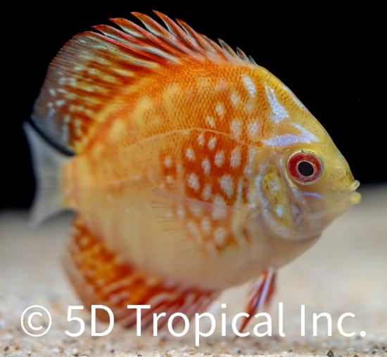 Picture of DISCUS-MARLBORO 2.5" SINGAPORE   