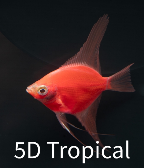 Picture of GLOFISH(R)-STARFIRE(R) RED ANGEL     