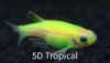 Picture of GLOFISH(R)DANIO- ELECTRIC GREEN(R)  